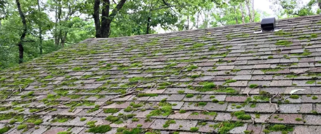 از بین بردن خزه از سطوح سنگ و سرامیک