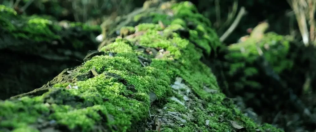 رویش خزه بر روی سطوح