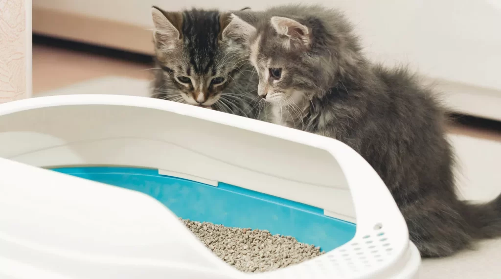 راهکار ساده برای نظافت خانگی با .جود حیوانات خانگی مثل گربه