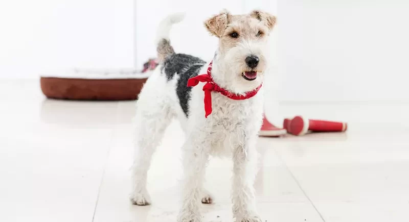 نظافت ردپای حیوانات خانگی از روی سطوح مختلف نظافت ردپای حیوانات خانگی از روی سطوح مختلف